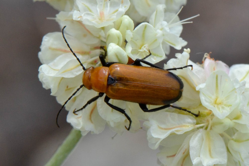 Orange Nemognatha blister beetle on Arrowleaf buckwheat
