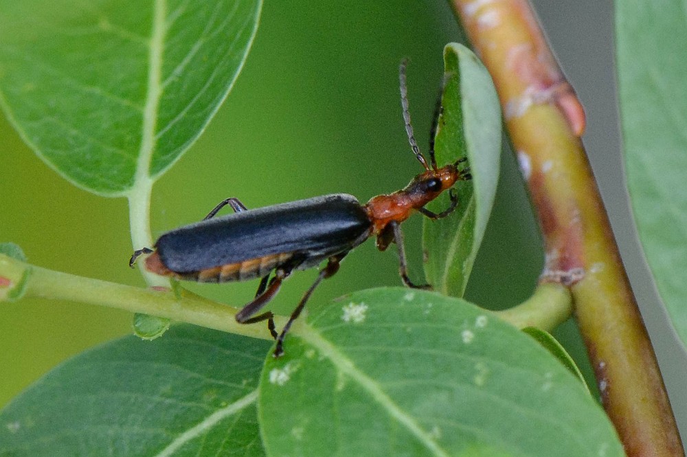 Podabrus soldier beetle