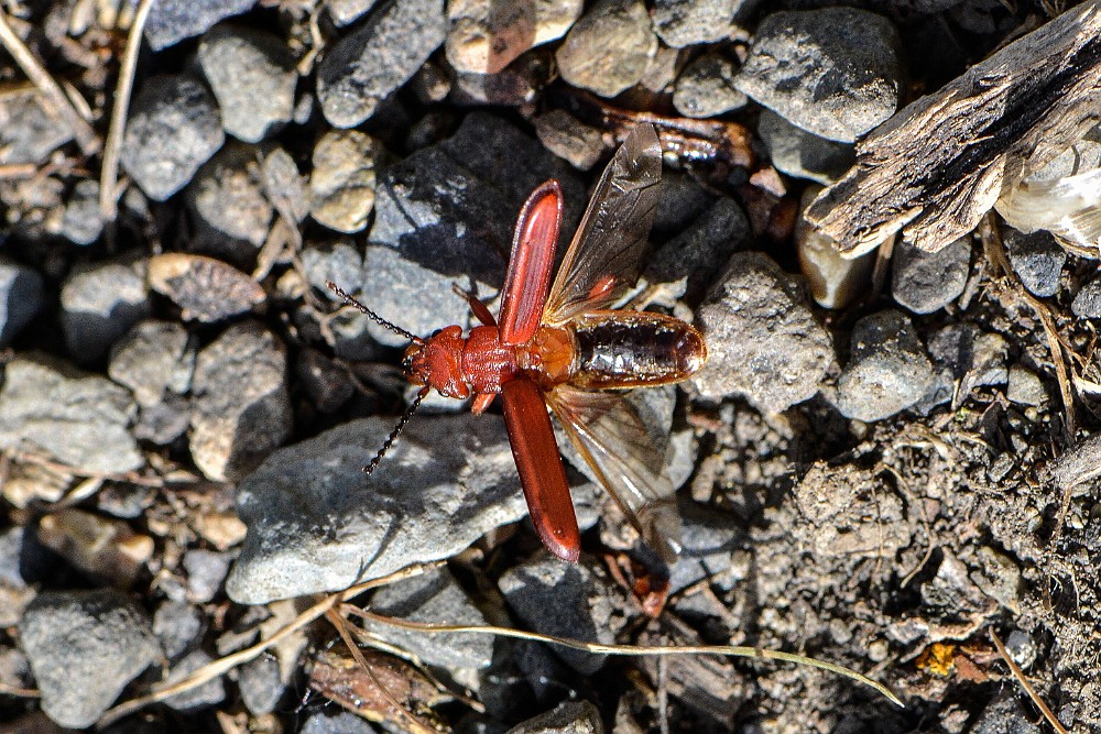 Red Flat Bark Beetle (2)