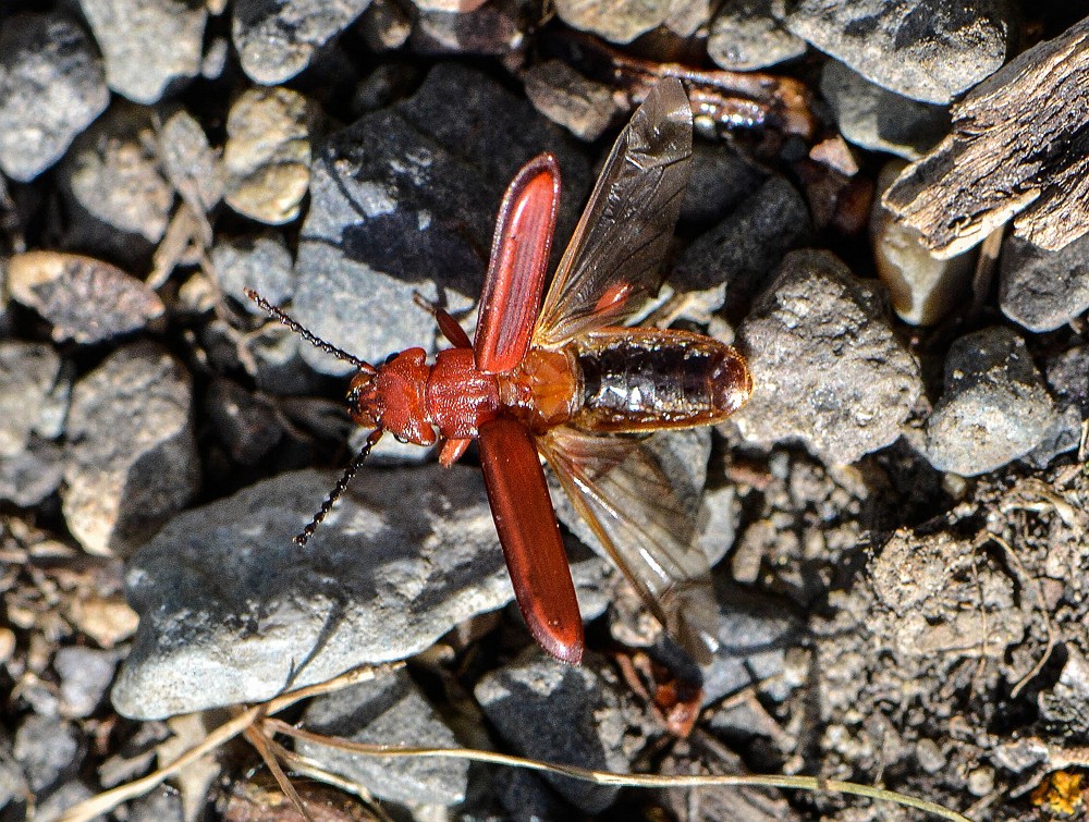 Red Flat Bark Beetle (2)a