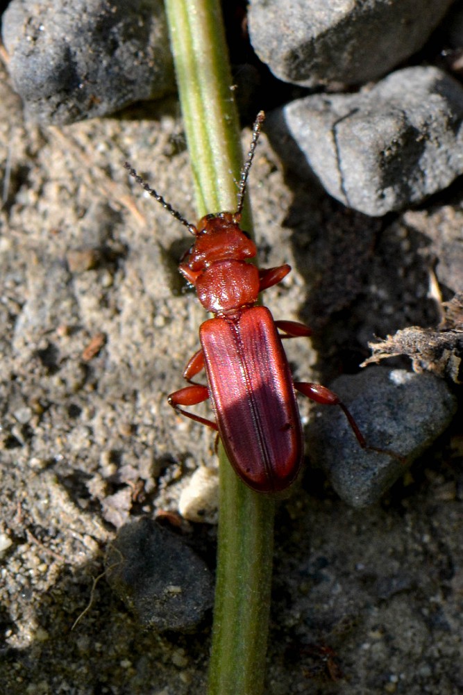 Red Flat Bark Beetle