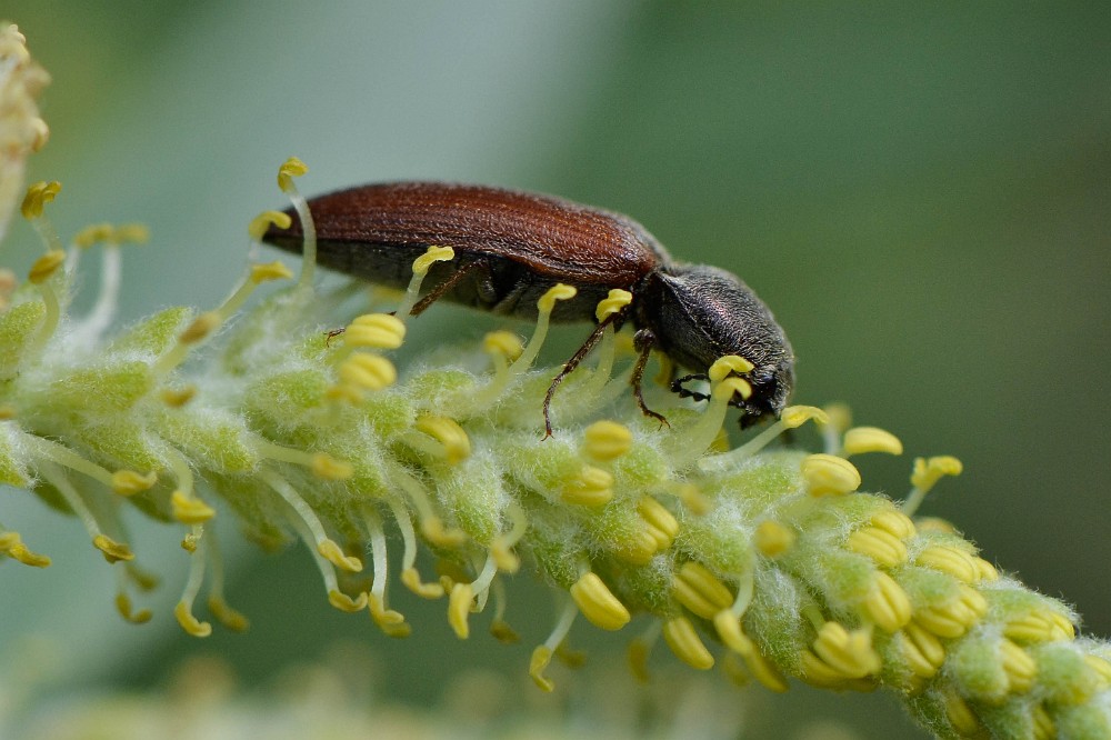 Red-brown Skipjack clickbeetle