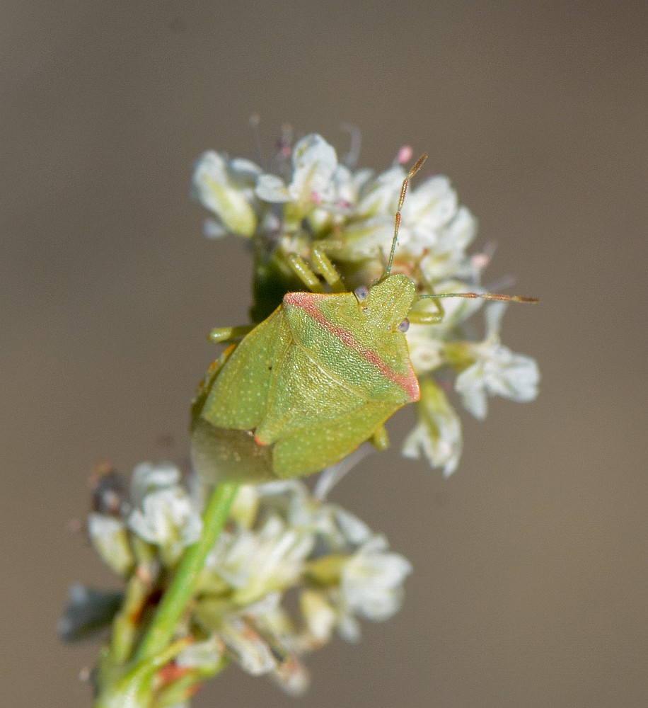 Red-shouldered Stink Bug (2)