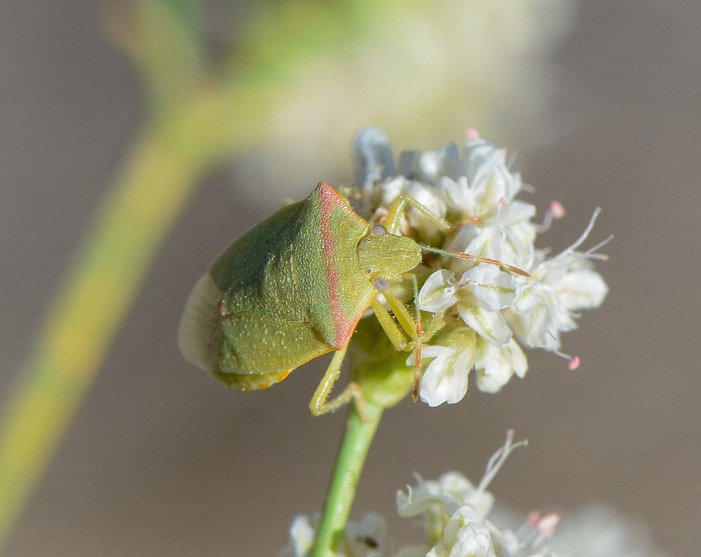 Red-shouldered Stink Bug