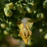 Ambush bug (2)