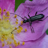 Black flower longhorn beetle