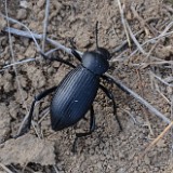 Darkling beetle