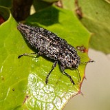 Metallic Wood-boring Beetle-Dicerca