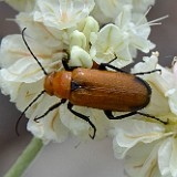 Orange Nemognatha blister beetle on Arrowleaf buckwheat