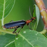 Podabrus soldier beetle