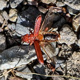 Red Flat Bark Beetle (2)a