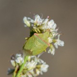 Red-shouldered Stink Bug (2)