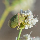 Red-shouldered Stink Bug