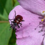 Rose weevil