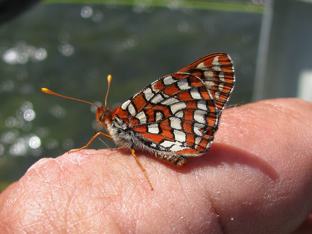 Anicia Checkerspot - Euphydryas anicia