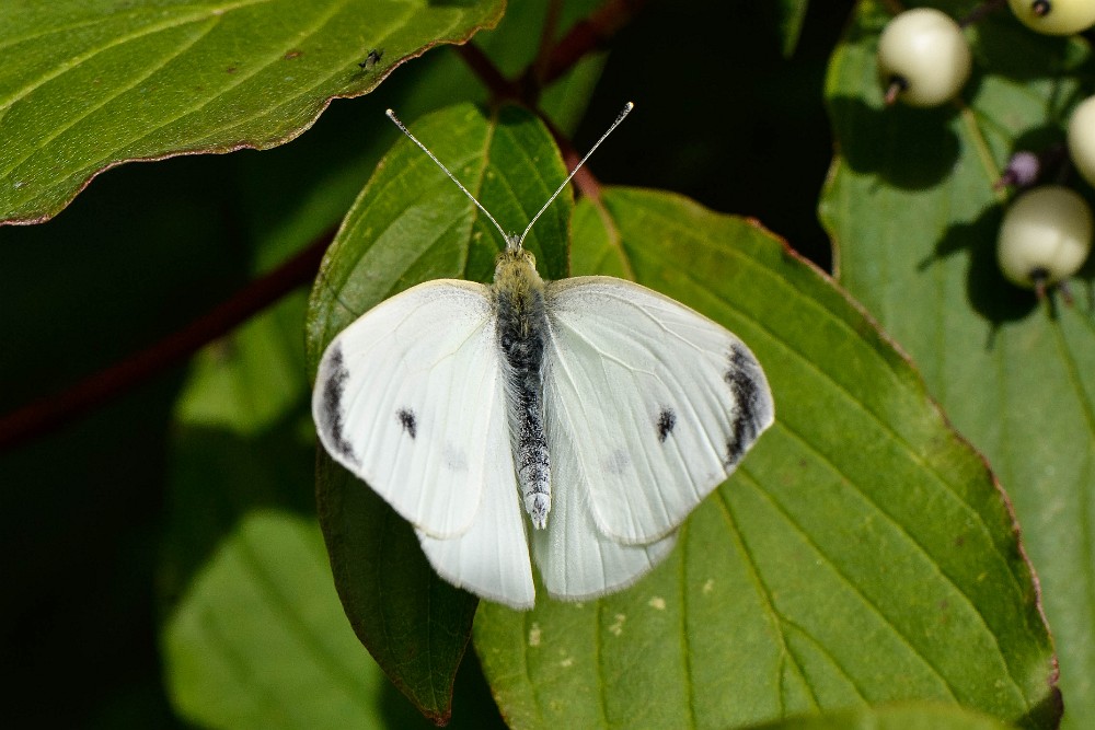 Cabbage White Butterfly