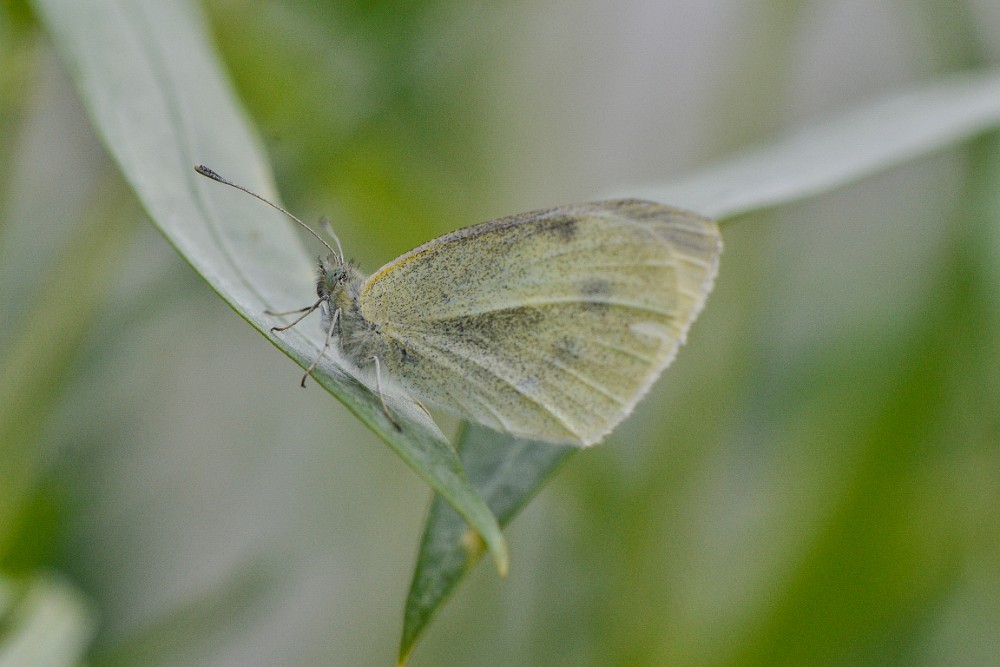 Cabbage White