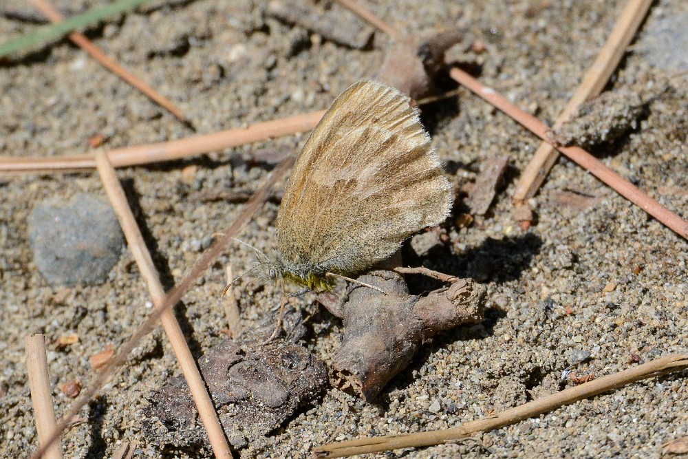 Common-ringlet