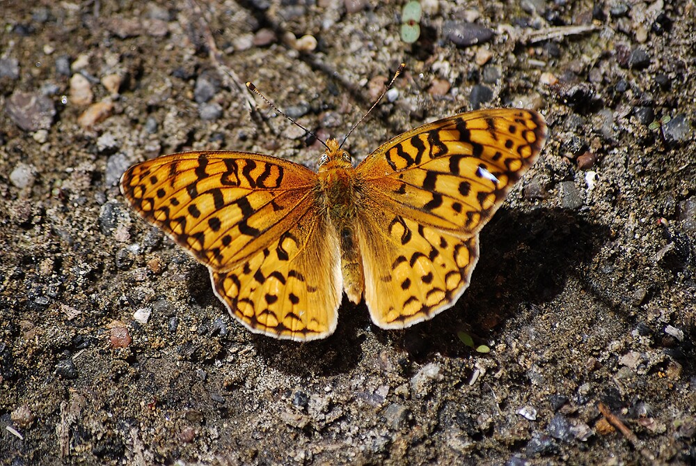 Coronis Fritillary - Argynnis coronis maybe-1