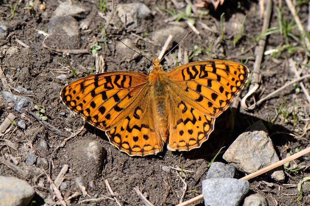 Coronis Fritillary - Argynnis coronis maybe-11