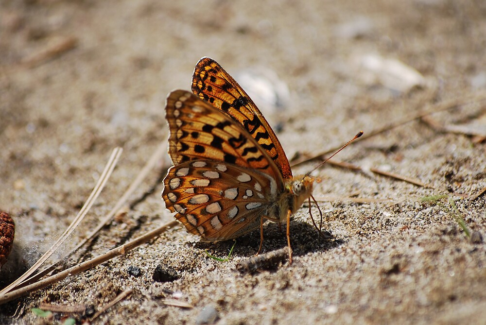 Coronis Fritillary - Argynnis coronis maybe-7