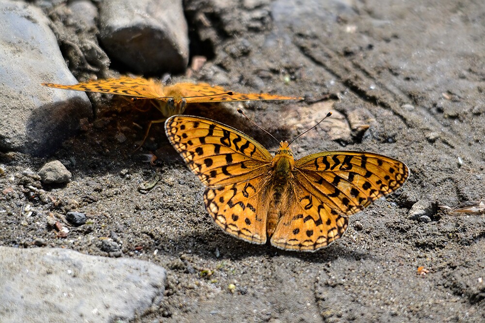 Coronis Fritillary - Argynnis coronis maybe