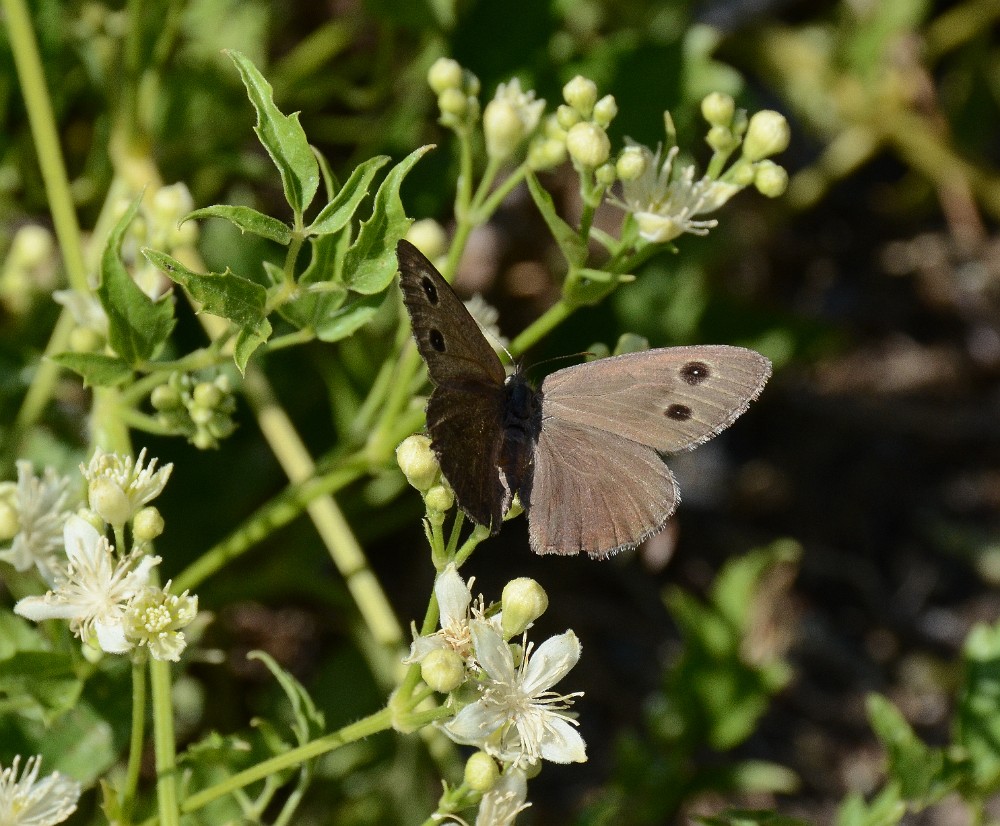 Dark Wood Nymph Butterfly