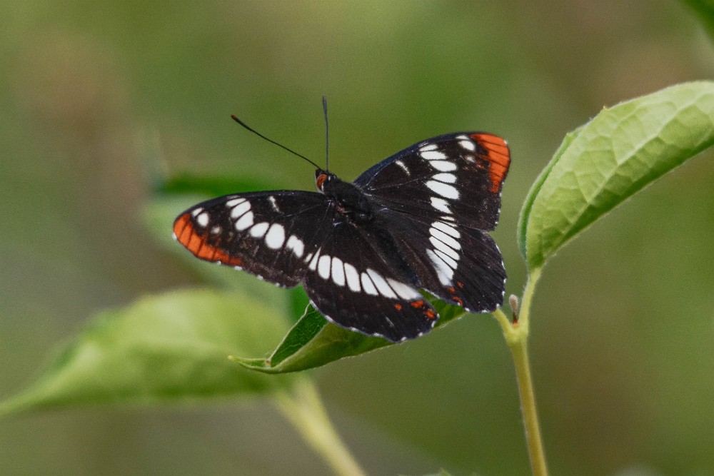 Lorquin's admiral