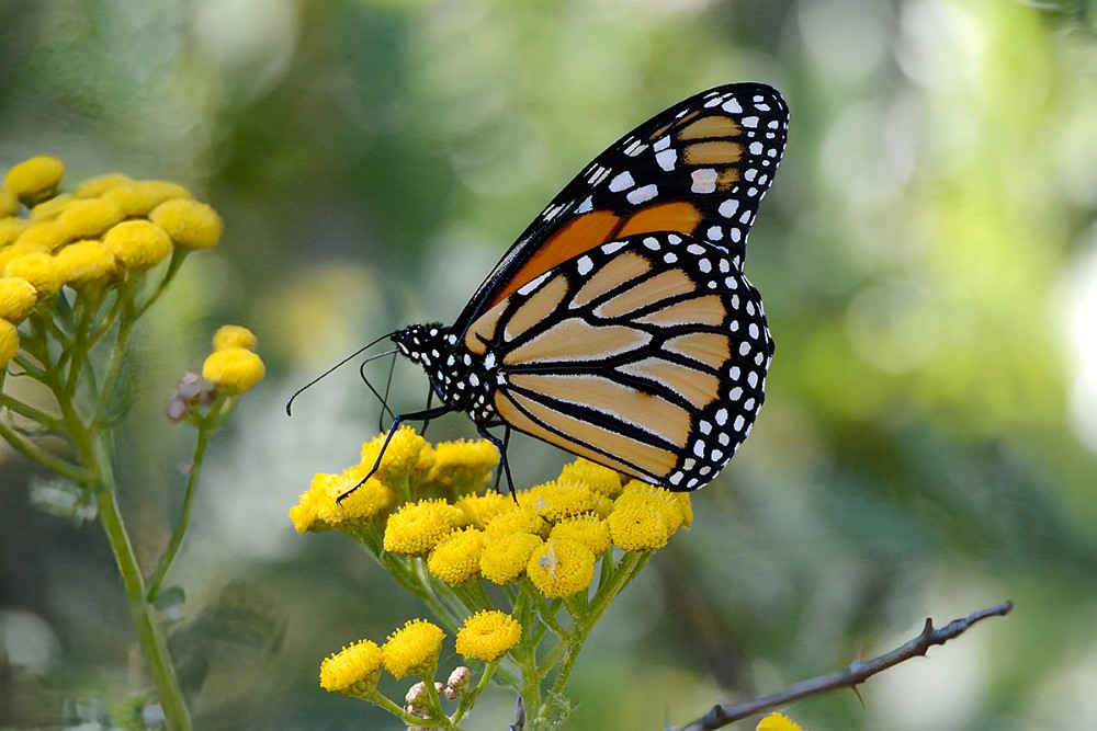 Monarch