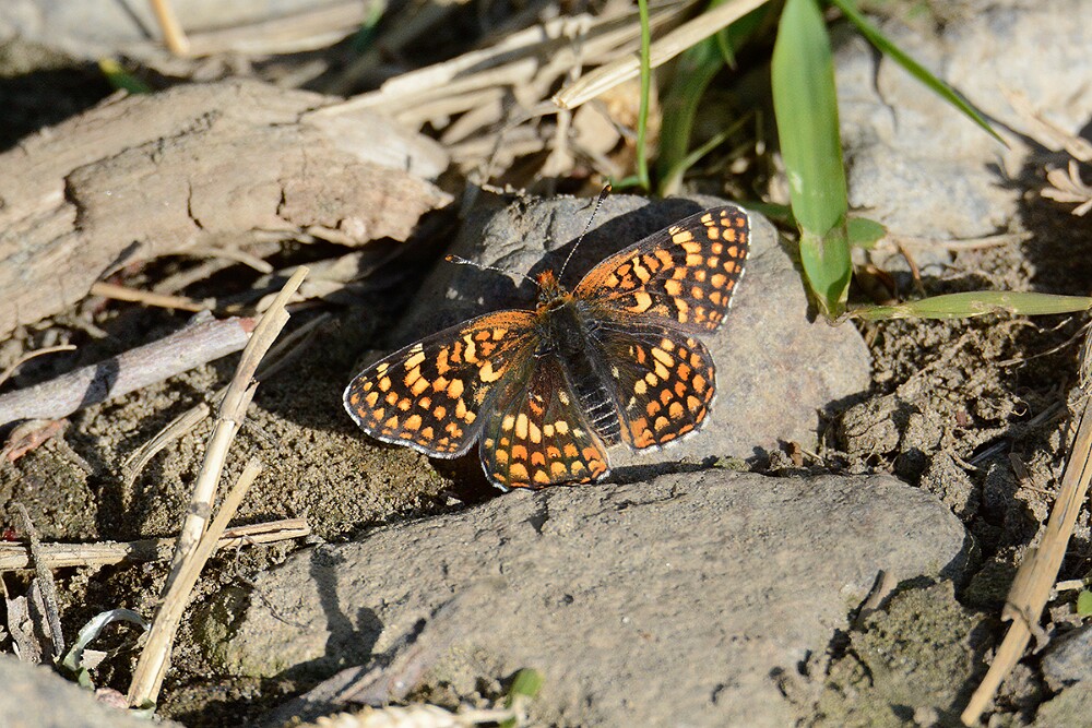 Northern Checkerspot - Chlosyne palla-3