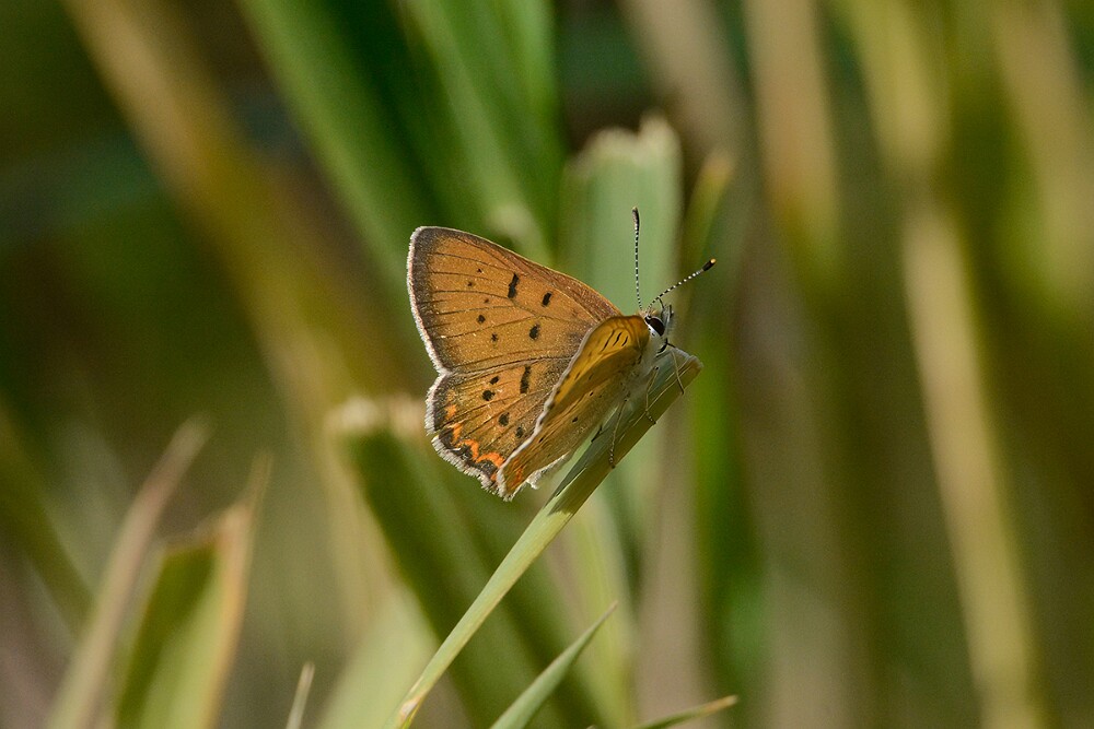 Purplish Copper-Lycaena helloides-1