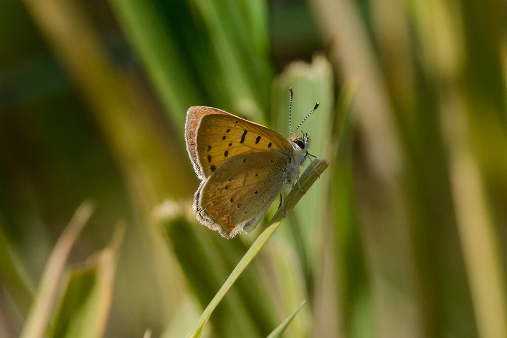 Purplish Copper-Lycaena helloides