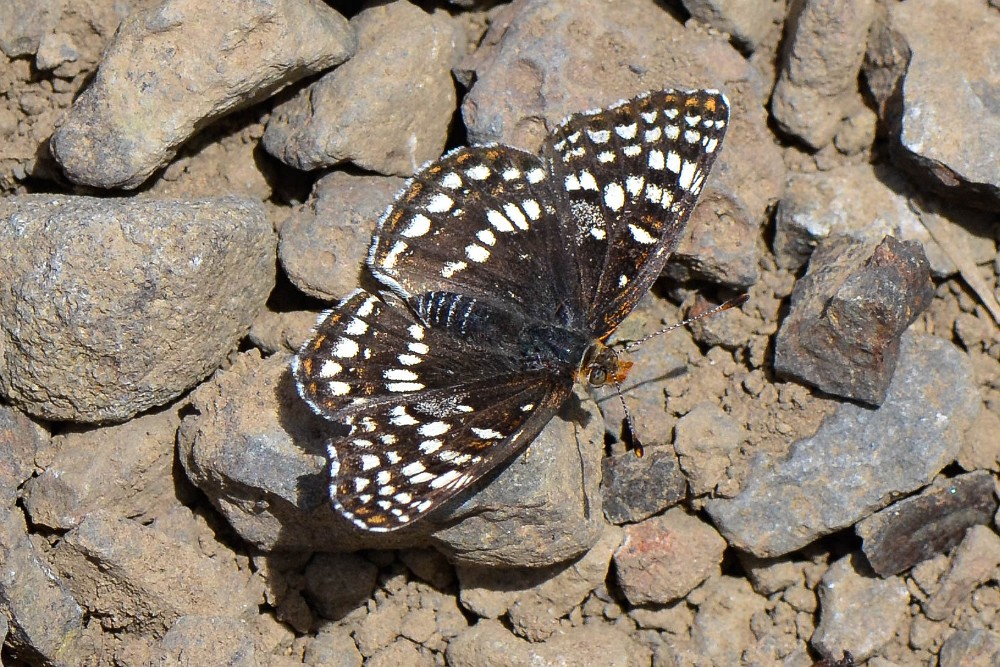 Sagebrush checkerspot