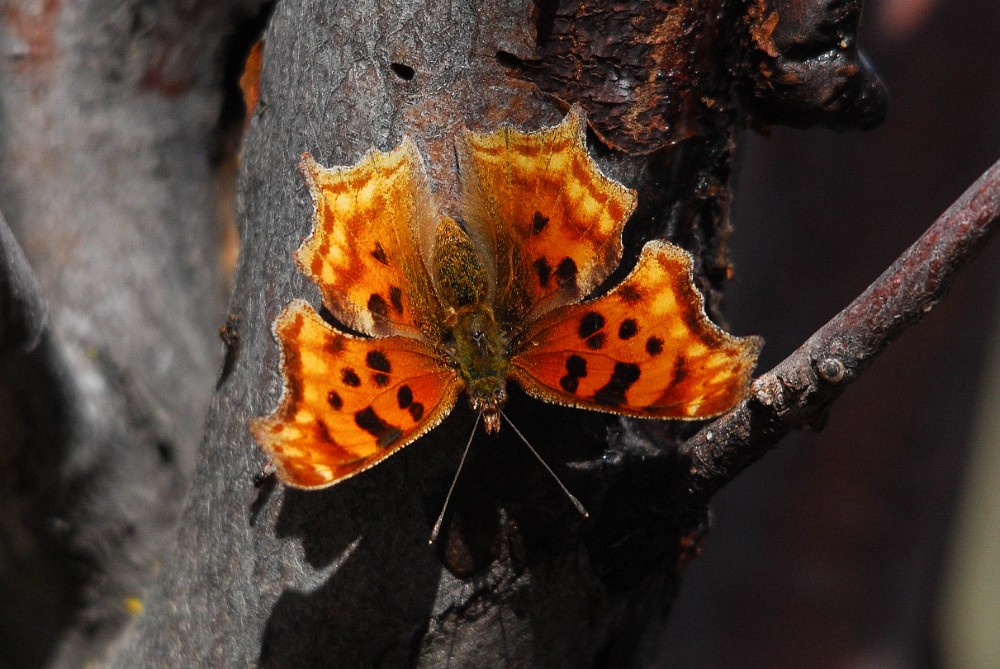 Satyr-anglewing