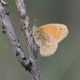 Common Ringlet - Coenonympha california
