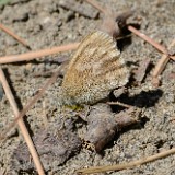 Common-ringlet