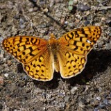 Coronis Fritillary - Argynnis coronis maybe-1