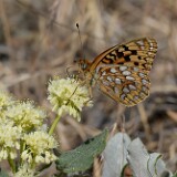 Coronis Fritillary - Argynnis coronis maybe-5