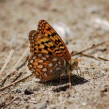 Coronis Fritillary - Argynnis coronis maybe-7