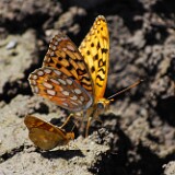 Coronis Fritillary - Argynnis coronis maybe-9