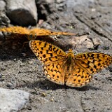 Coronis Fritillary - Argynnis coronis maybe