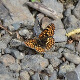 Northern Checkerspot - Chlosyne palla-1