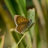 Purplish Copper-Lycaena helloides
