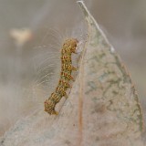 Tent-Caterpillar