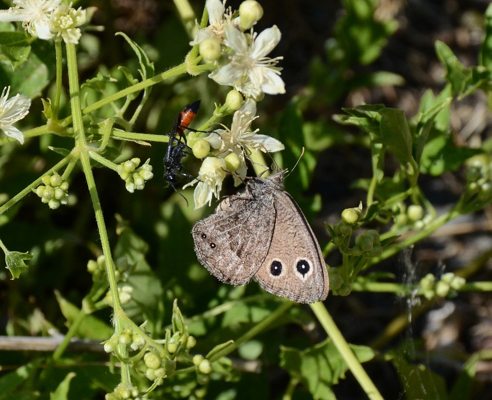 Dark Wood Nymph Butterfly (2)