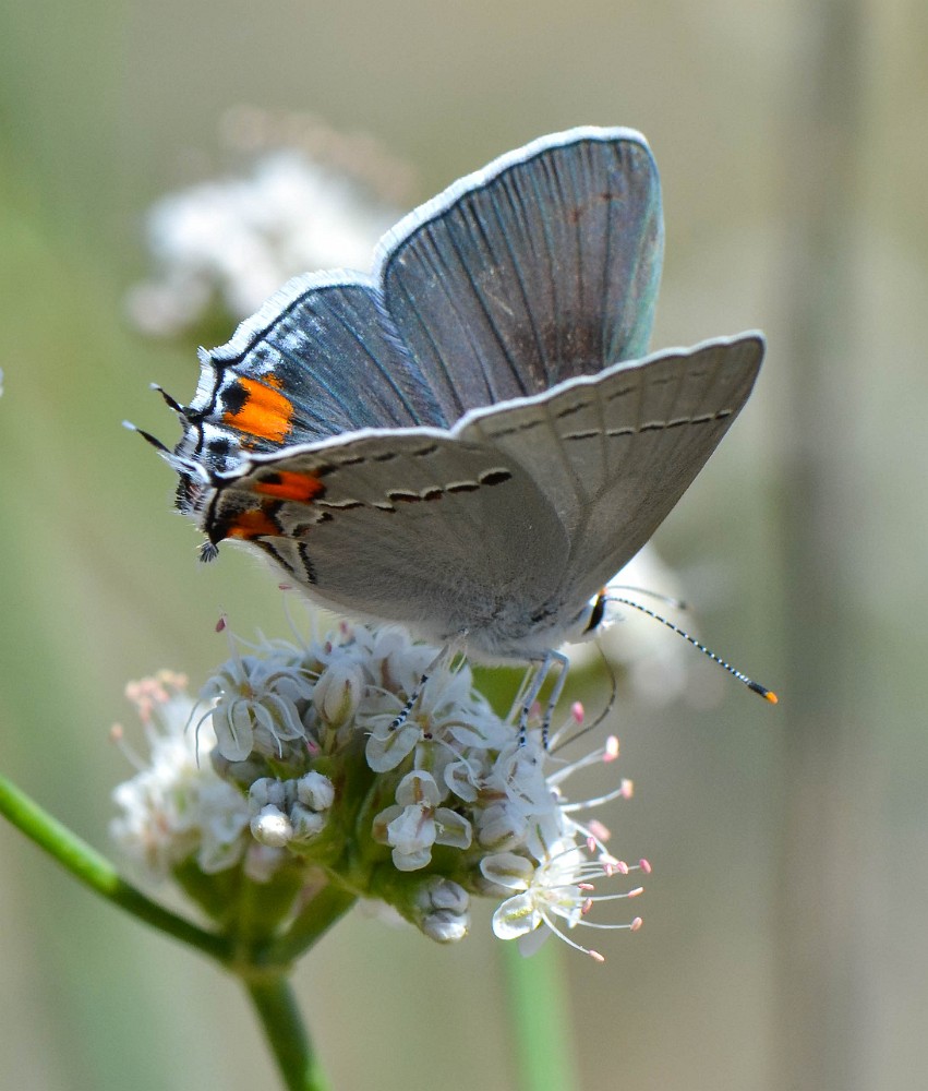 Gray hairstreak (2)