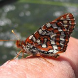 Anicia Checkerspot