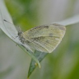 Cabbage White