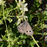 Dark Wood Nymph Butterfly (2)