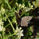 Dark Wood Nymph Butterfly